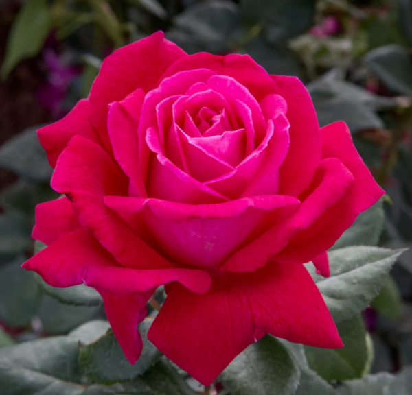 Sweet Spirit Rose丨Your roses