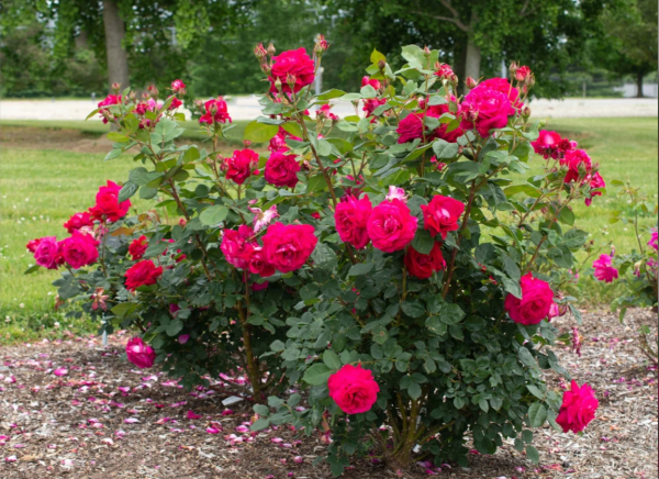 Sweet Spirit Rose for sale丨Your roses
