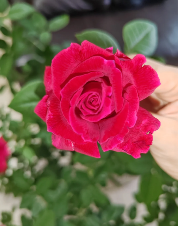 rose sweet spirit丨Your roses