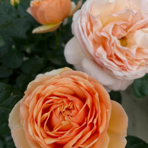 tropicana rose plant丨Your roses