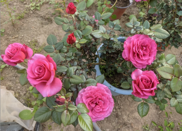 Vieux Roses丨Your roses