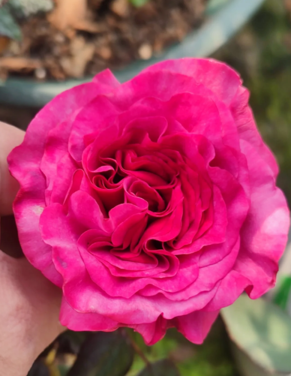 Vieux Rose for sale丨Your roses