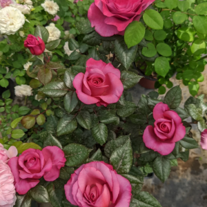 Vieux Rose丨Your roses
