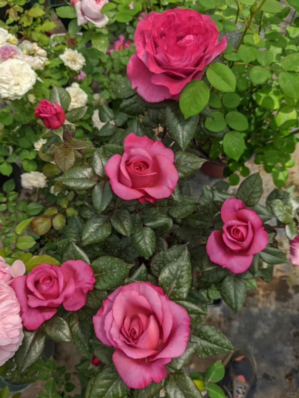 Vieux Rose丨Your roses