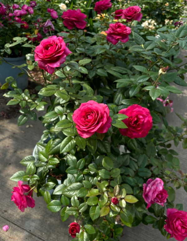 Vieux Rose plant丨Your roses