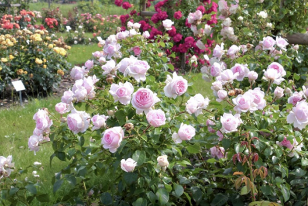 wellenspiel rose for sale丨Your roses