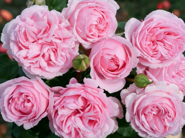 rose wellenspiel丨Your roses