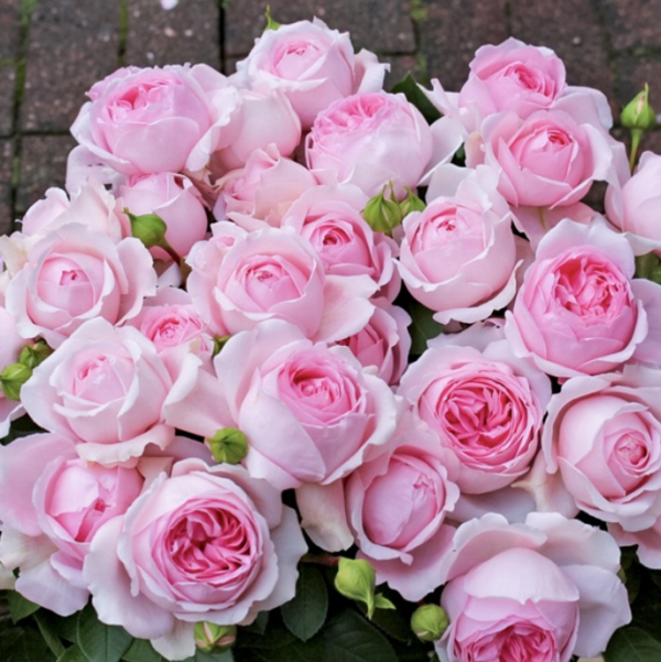 Wellenspie Rose丨Your roses