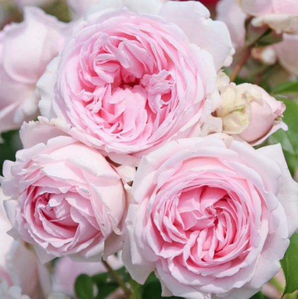 wellenspiel rose plant丨Your roses