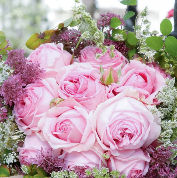 wellenspiel rose for sale丨Your roses