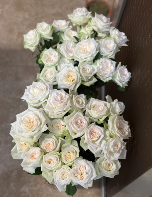 White O′Hara Roses丨Your roses