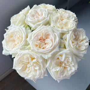 White O′Hara Rose丨Your roses