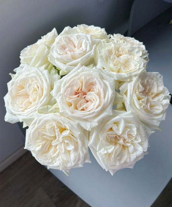 White O′Hara Rose丨Your roses