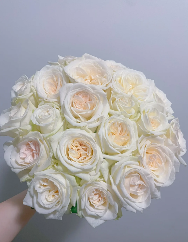 White O′Hara Rose plant丨Your roses
