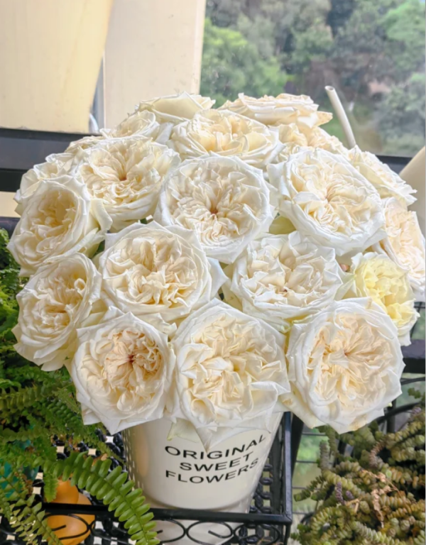 White O′Hara Rose for sale丨Your roses