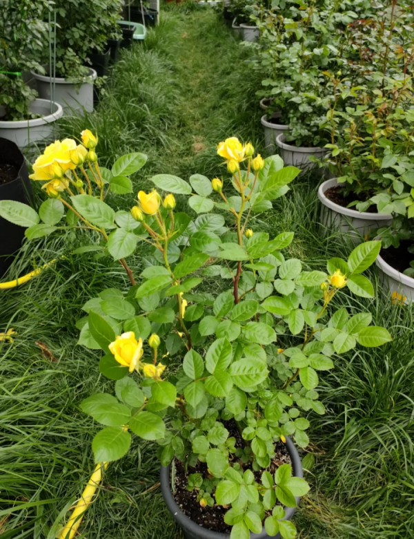 Yellow Meilove Rose for sale丨Your roses