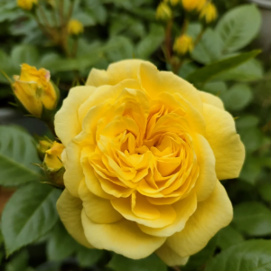 Yellow Meilove Rose丨Your roses