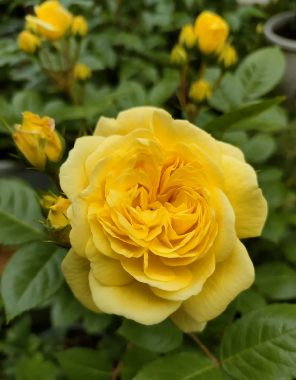 Yellow Meilove Rose丨Your roses