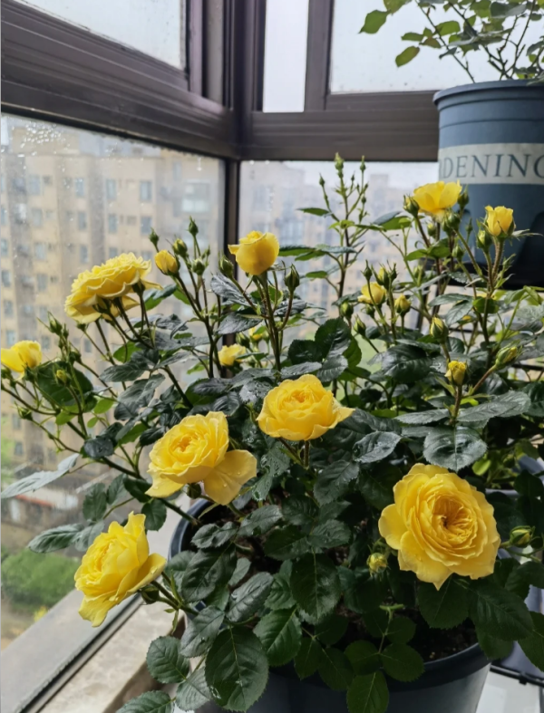 Yellow Meilove Roses丨Your roses