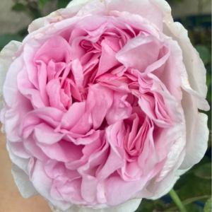 Yves Clair Rose丨Your roses