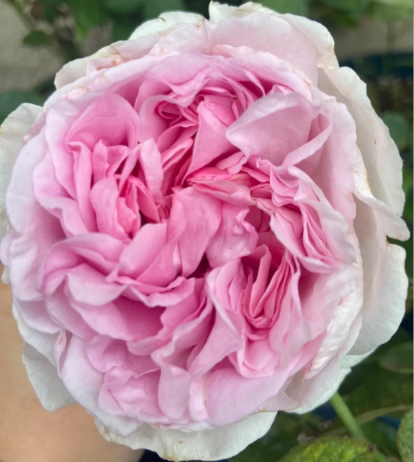 Yves Clair Rose丨Your roses
