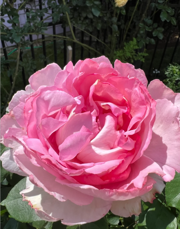 Yves Clair Rose丨Your roses