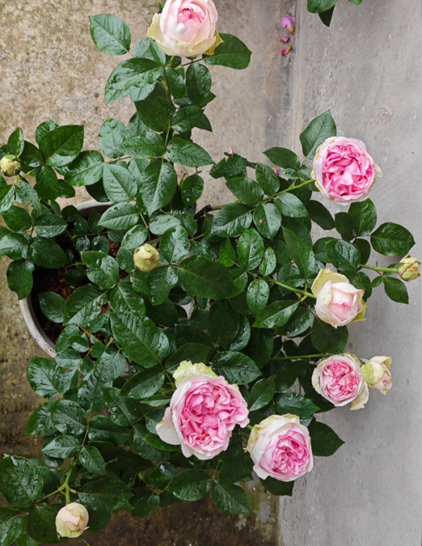 Yves Clair Rose plant丨Your roses