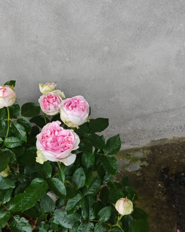 Yves Clair Rose for sale丨Your roses