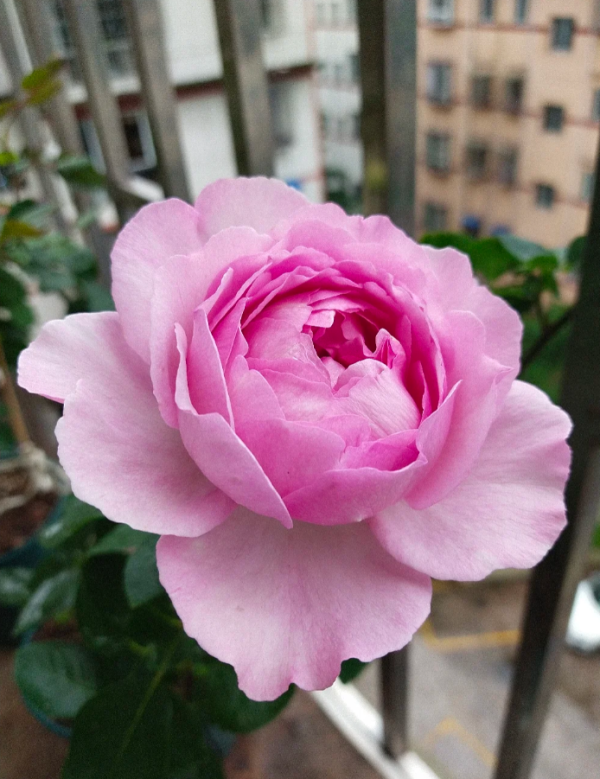Yves Clair Roses丨Your roses