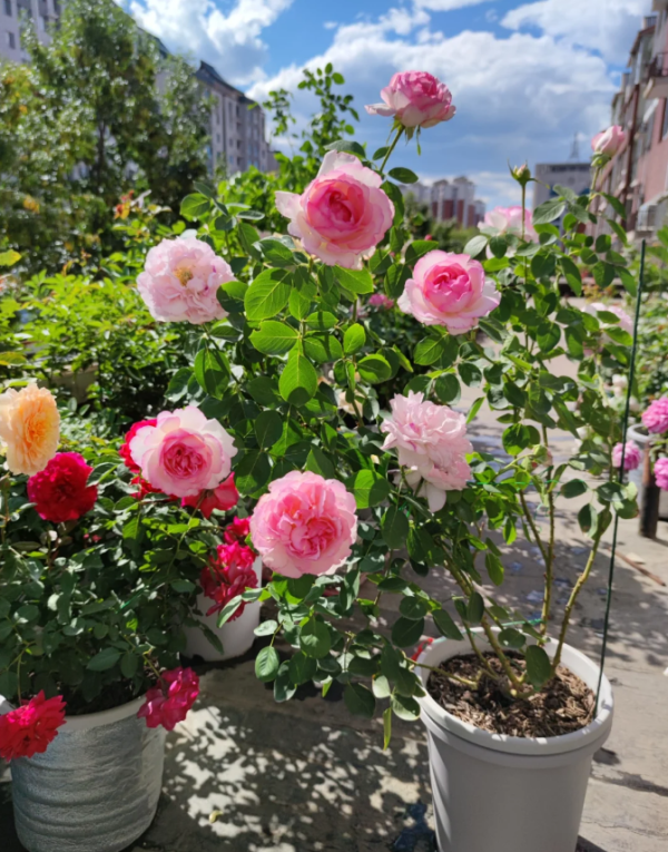 Yves Le Métropole Rose plant丨Your roses