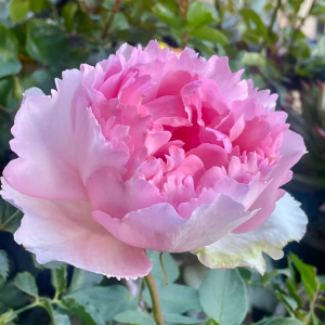 Yves Le Métropole Rose丨Your roses
