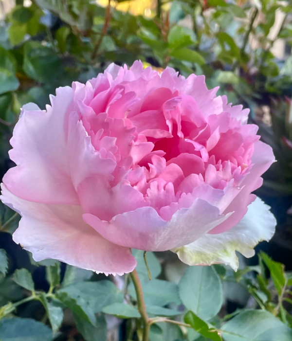 Yves Le Métropole Rose丨Your roses