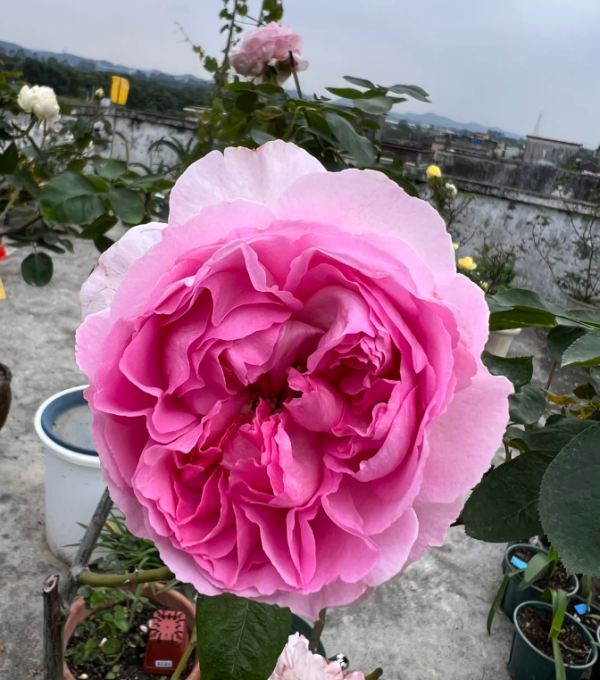 Yves Le Métropole Roses丨Your roses