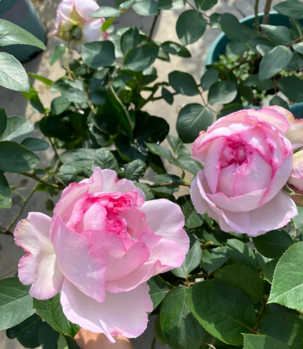 Yves Le Métropole Rose for sale丨Your roses