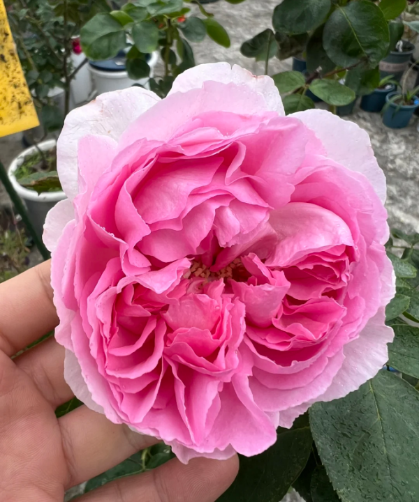 Yves Le Métropole Rose for sale丨Your roses
