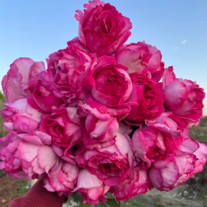 Yves Piaget Climber Rose丨Your roses