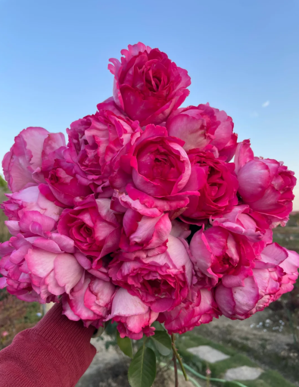Yves Piaget Climber Rose丨Your roses