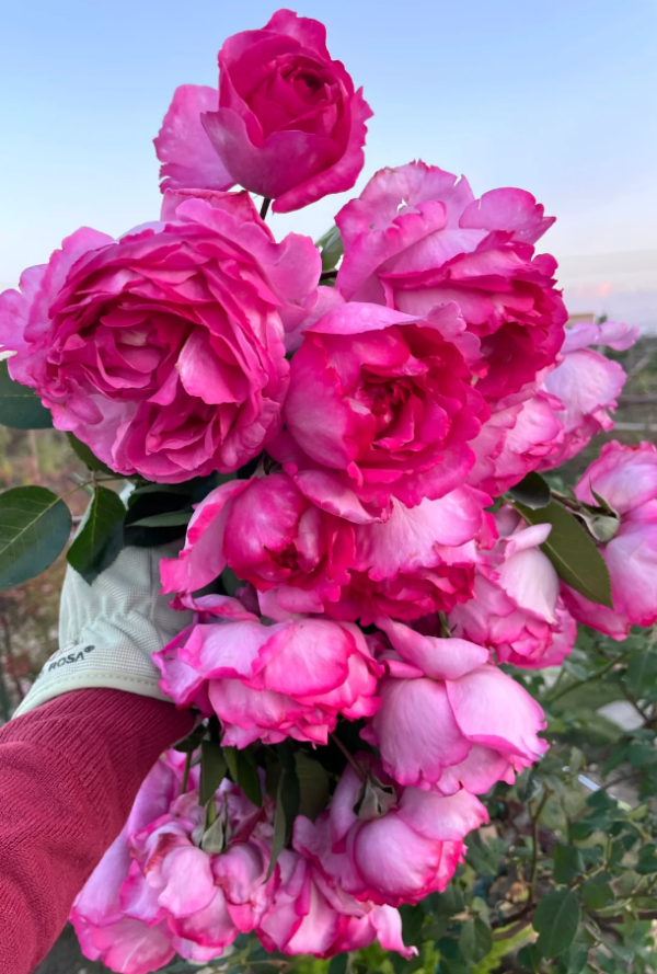 Yves Piaget Climber Roses丨Your roses
