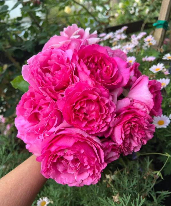 yves piaget rose bush丨Your roses