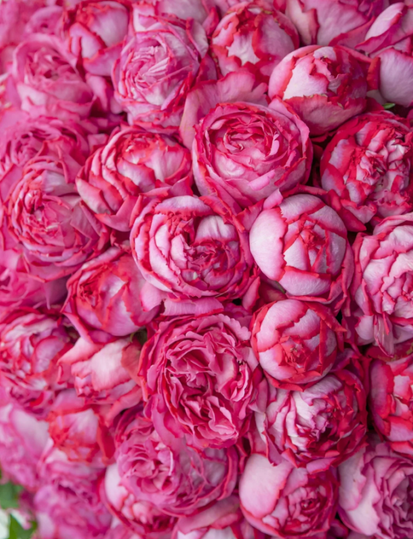 rose yves piaget丨Your roses
