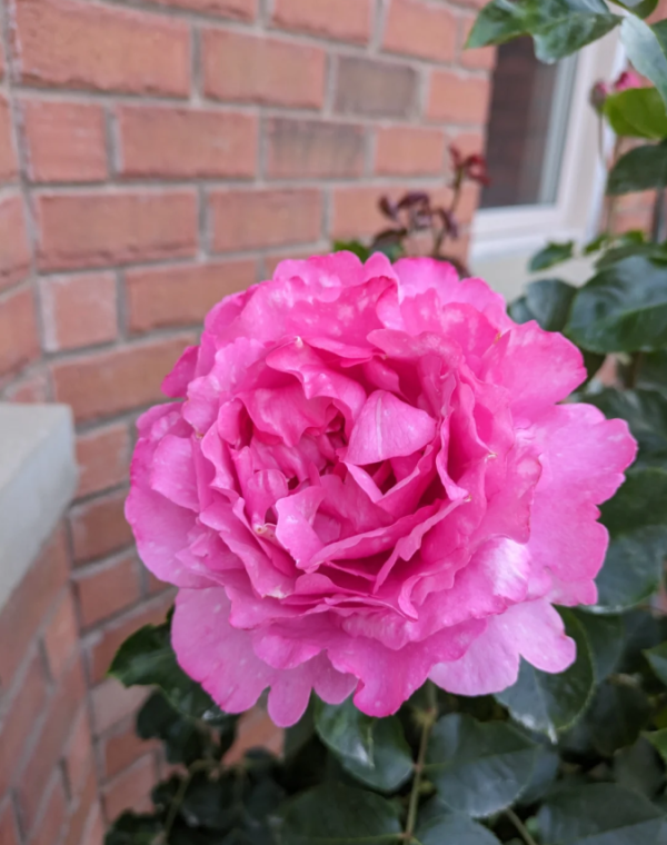 yves piaget rose for sale丨Your roses