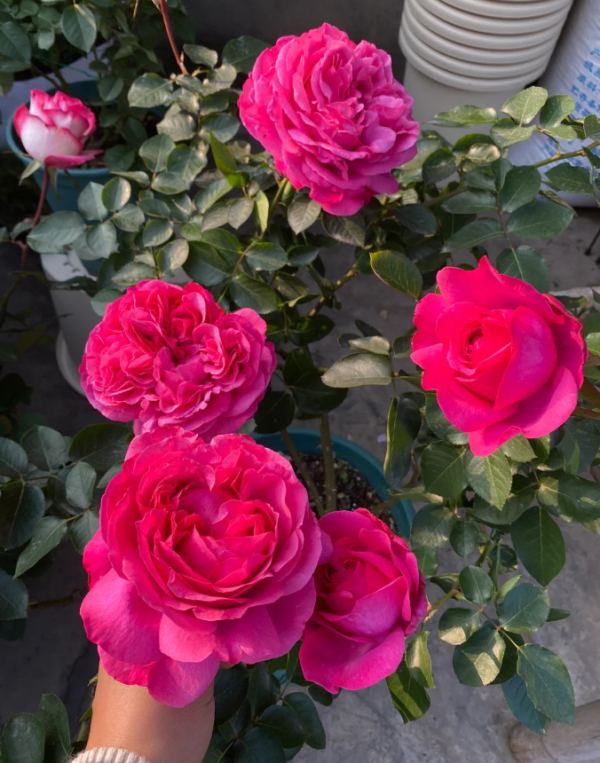 yves piaget roses丨Your roses