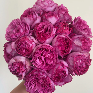 yves piaget rose丨Your roses