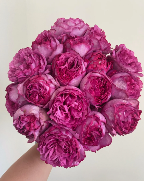 yves piaget rose丨Your roses