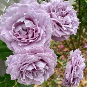 Novalis Rose丨Your roses