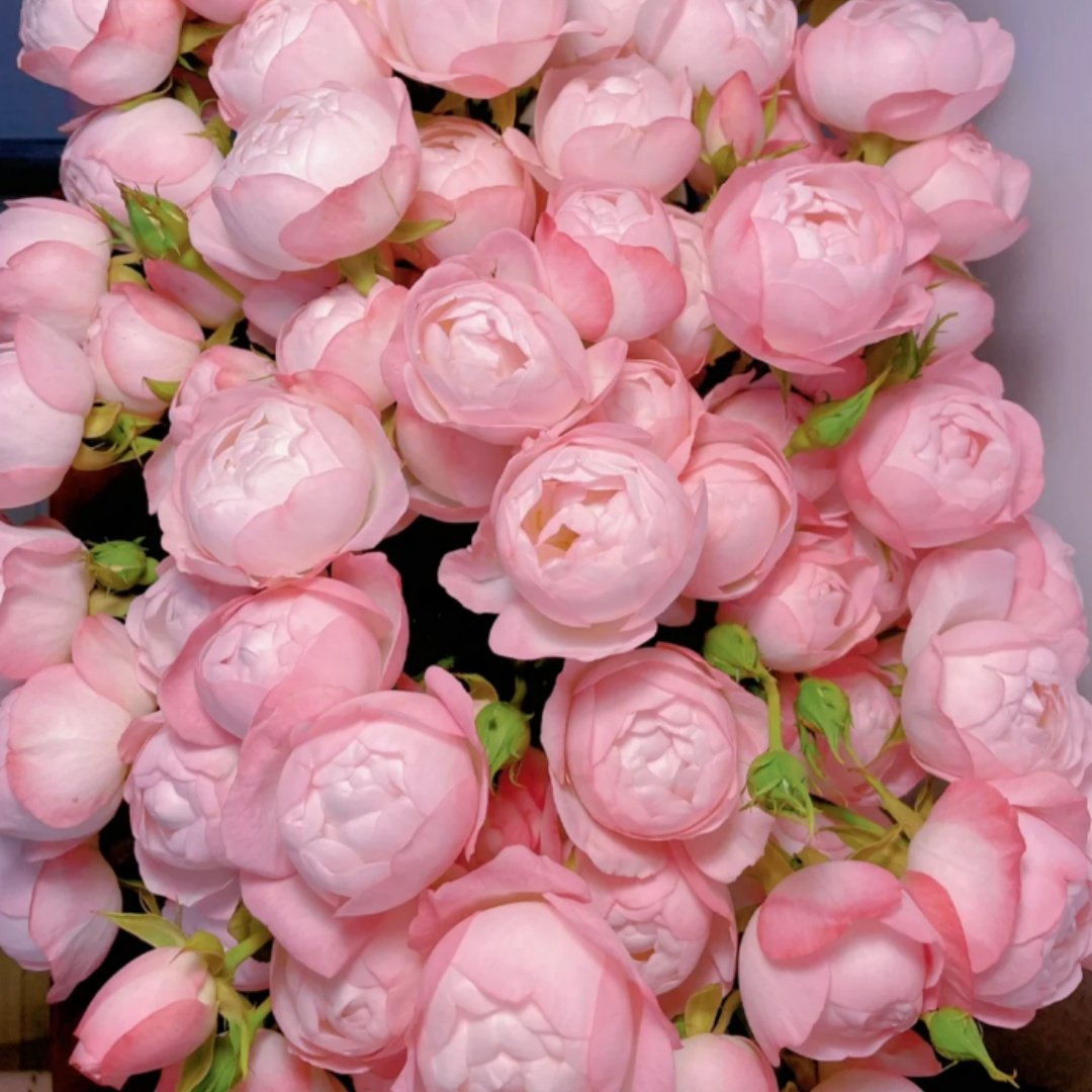 Floribunda Rose