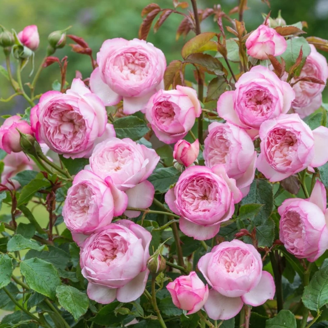 Shurb Rose丨Your roses