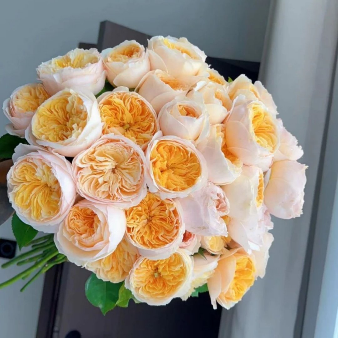 Cut Rose丨Your roses
