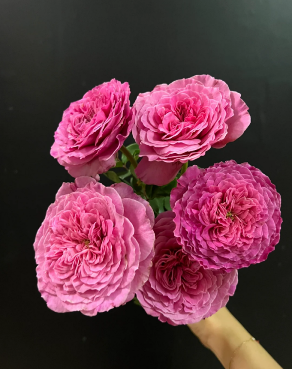 Abdiel Roses丨Your roses