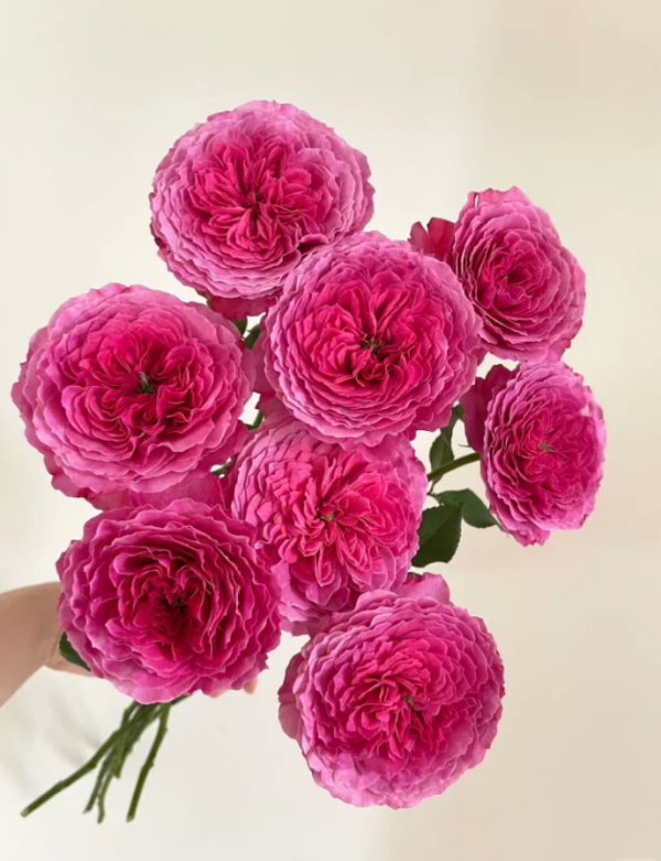 Rose Abdiel丨Your roses